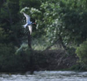 Week end nature pays de la loire